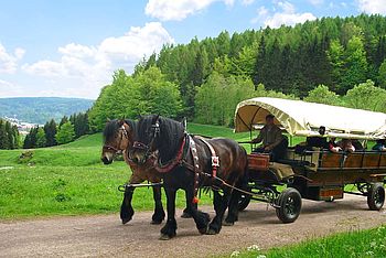 Kutschfahrt im Thüringer Wald