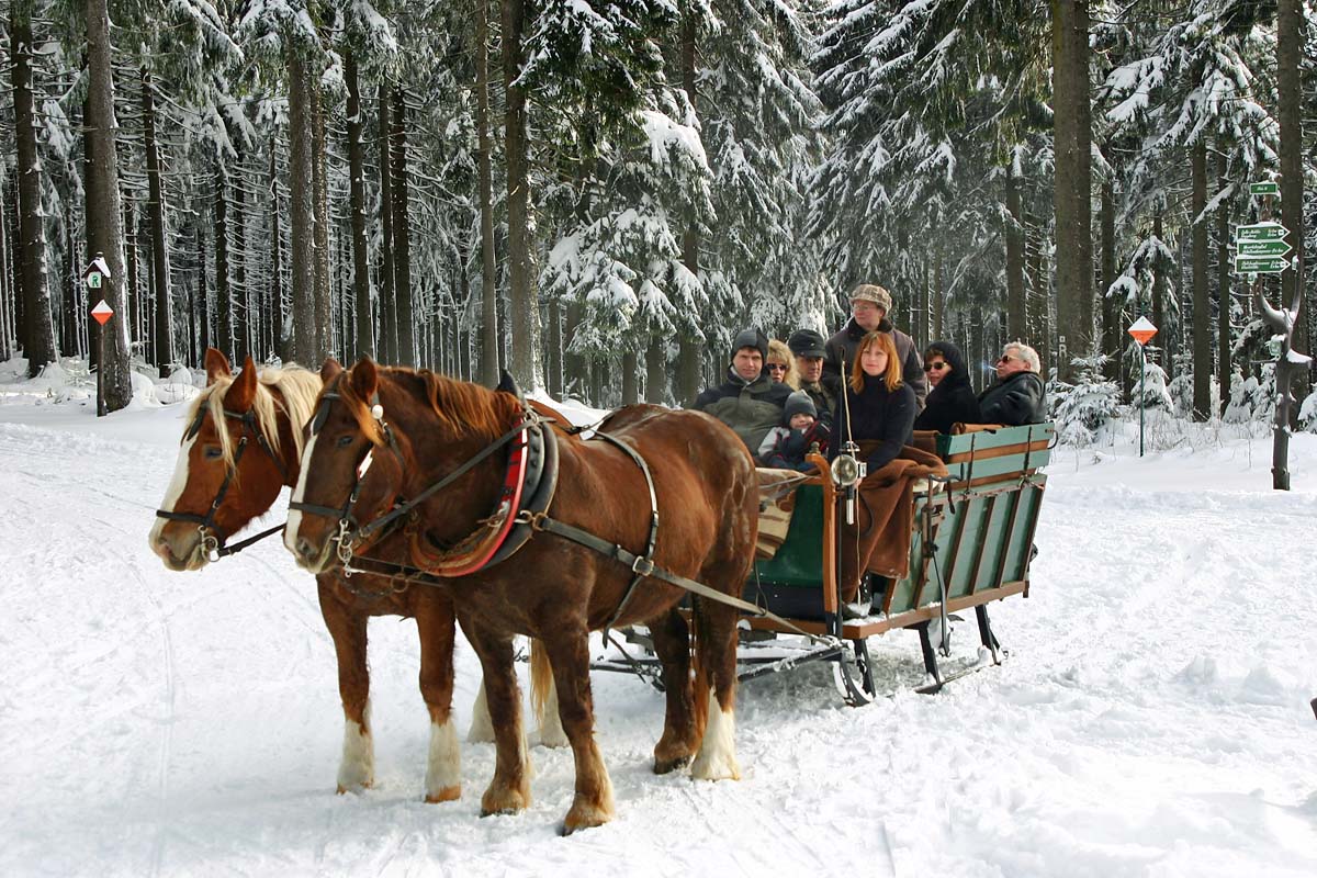 Pferdeschlittenfahrt im Thüringer Wald