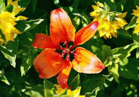 Blumenpracht