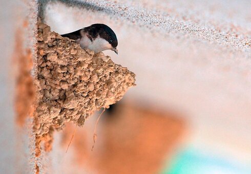 Schwalbe im Nest - Namensgeberin der Pension