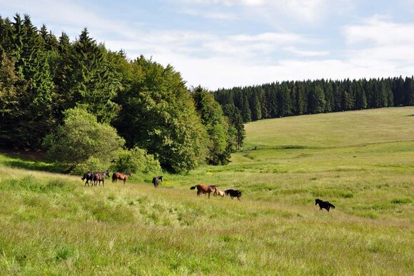 Pferde im Vessertal