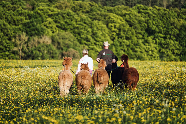 Alpaka Zurück zur Natur