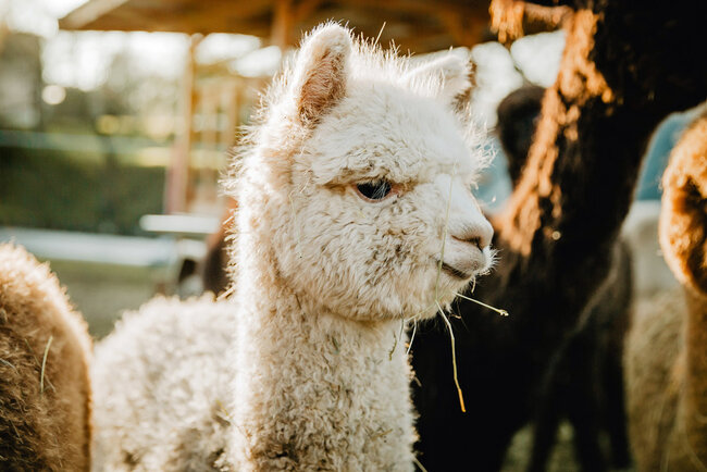 Alpakas vom Roten Berg