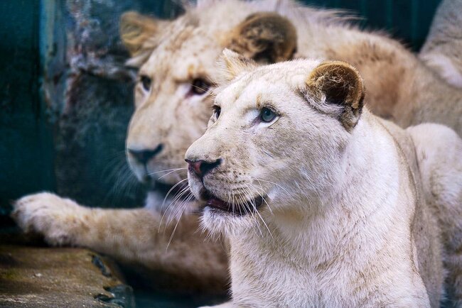 Löwen im Tierpark Gera