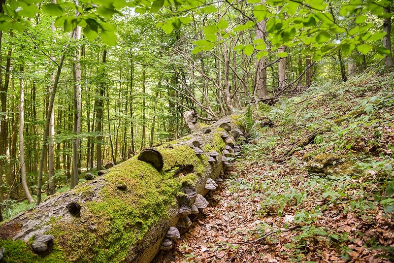 Nationalpark Hainich