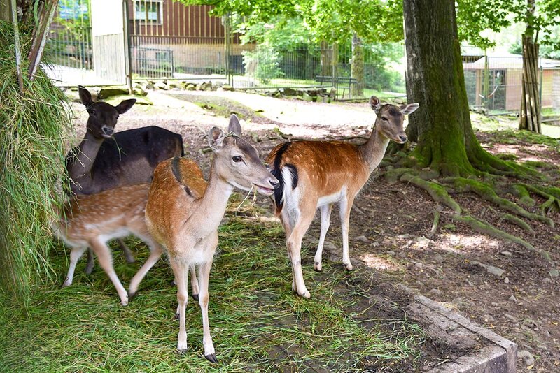 Tiergarten Sonneberg