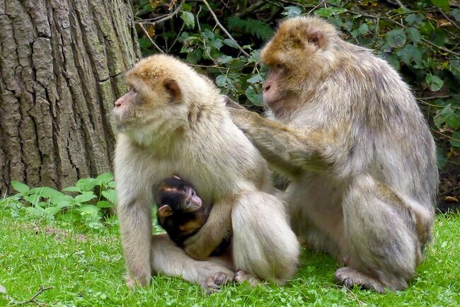 Affengehege im Tierpark Gera