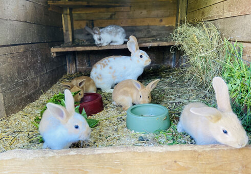 Ferienwohnungen "Alte Wildmeisterei"