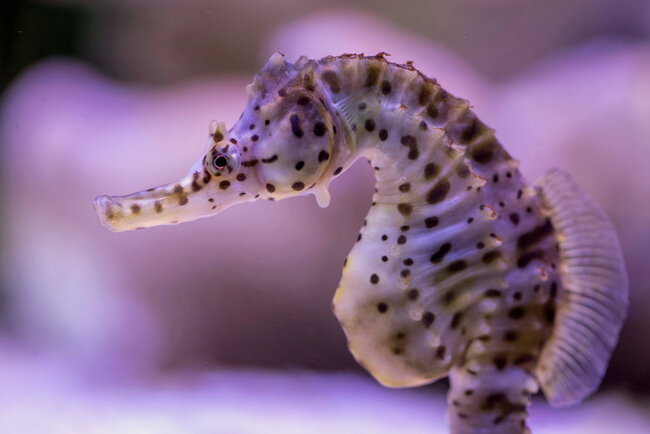 Erlebnispark Meeresaquarium