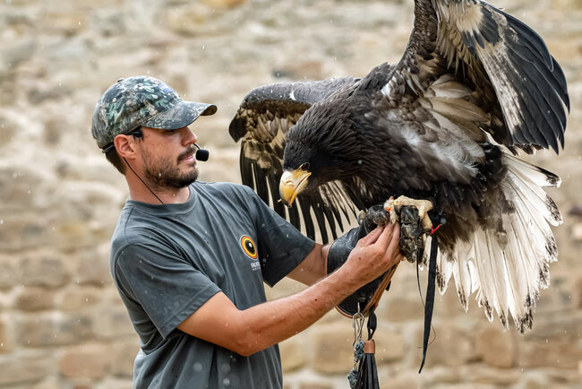 Falknerei "Burg Greifenstein"