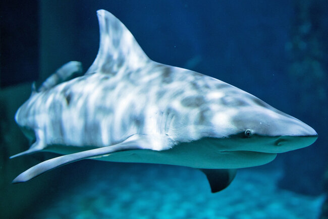 Erlebnispark Meeresaquarium