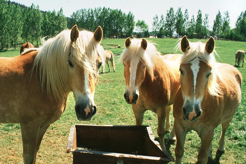 Meura - Haflingerzucht