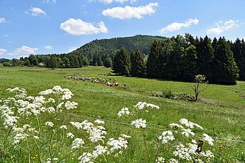 Der Thüringer Wald – ein attraktives Urlaubsziel für umweltbewusste Urlauber.