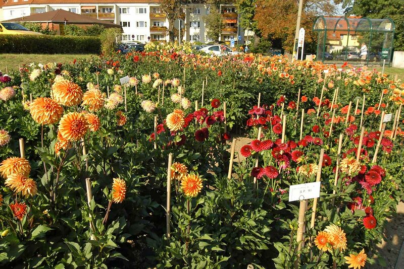Dahliengarten in Bad Köstritz