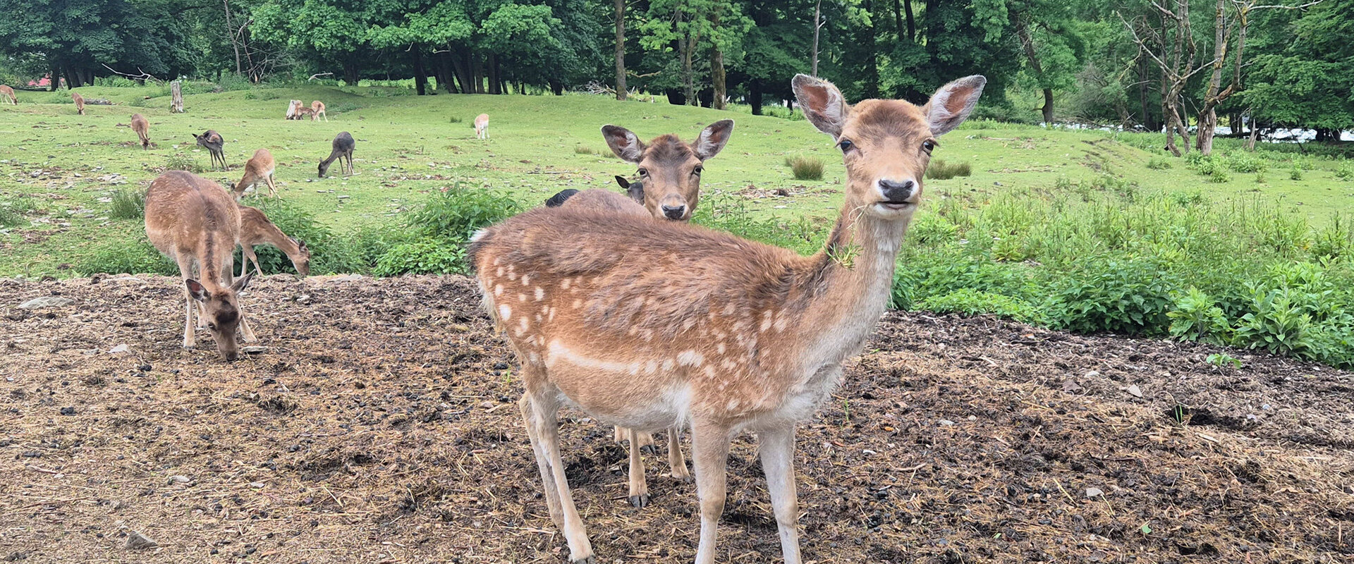 Wildgehege Unterschönau