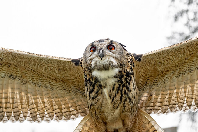 Falknerei "Burg Greifenstein"