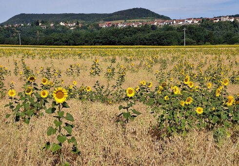 Landschaft mit Sonnenblumen