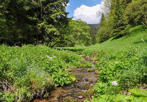 Landschaft im Pochwerksgrund