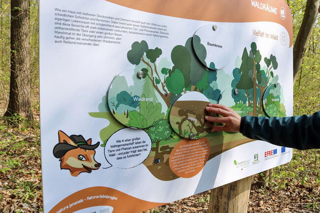 Waldpfad-Schlauer-Ux