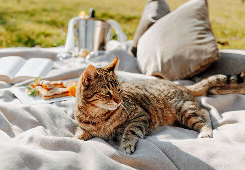 Katze
