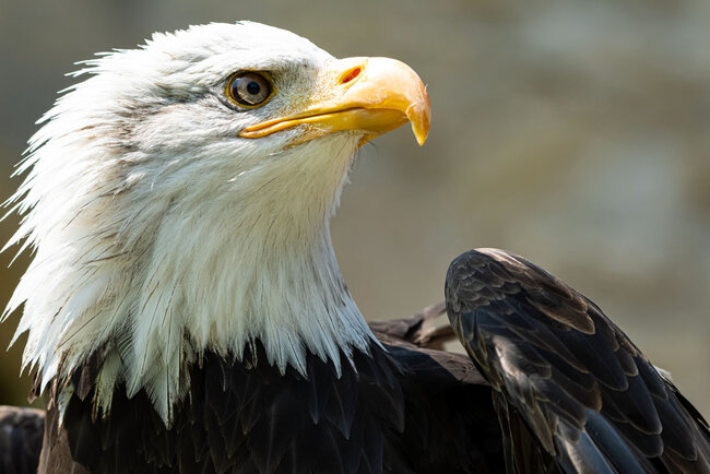 Falknerei "Burg Greifenstein"