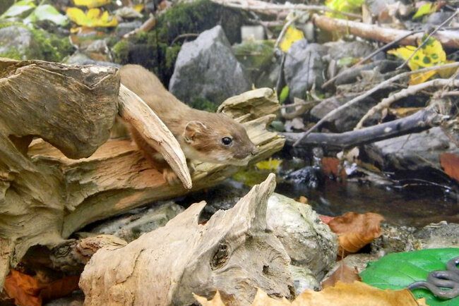 Haus der Natur Goldisthal