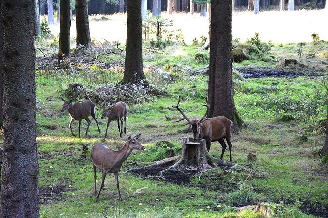 Wildtierbeobachtung im Thüringer Wald Wildtierbeobachtung im Thüringer Wald