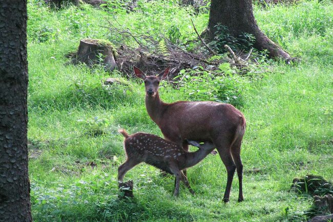 Wildtierbeobachtung im Thüringer Wald Wildtierbeobachtung im Thüringer Wald