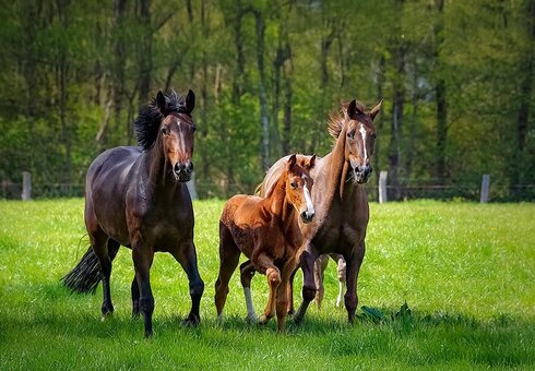 Pferde auf dem Reiterhof Nucke
