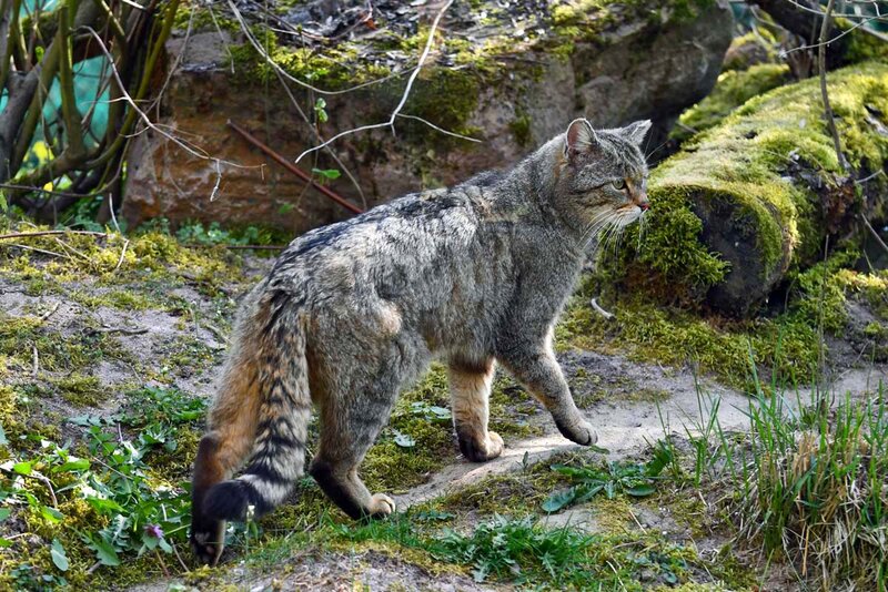 Wildkatze im Wildkatzendorf Hütscheroda
