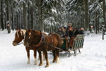 Pferdeschlittenfahrt bei Oberhof