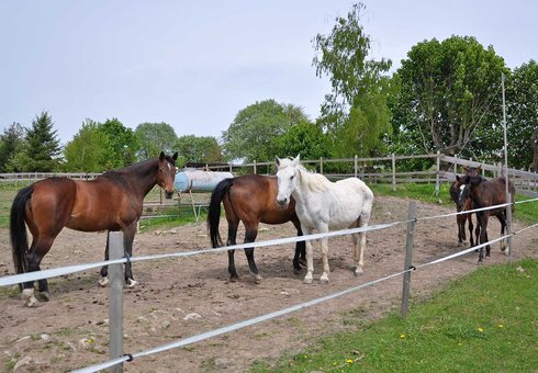 Pferde auf dem Gelände