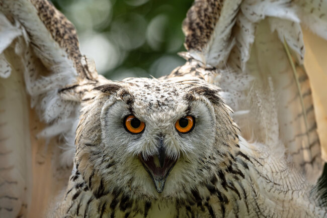 Falknerei "Burg Greifenstein"