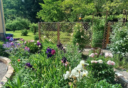 Blumenpracht im Garten