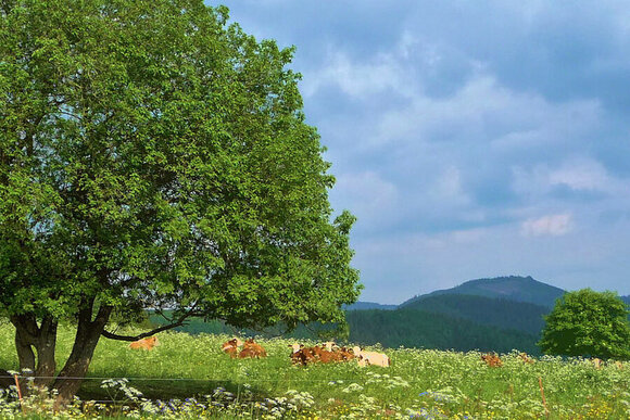 Landschaft Thüringer Wald