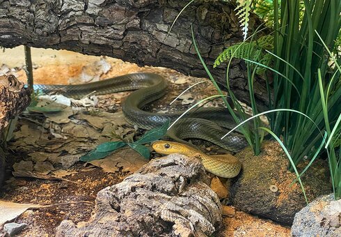 Exotarium Oberhof