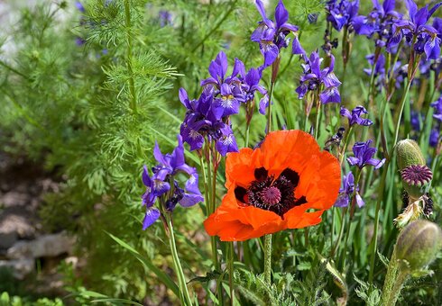 Blumenpracht vor dem Haus