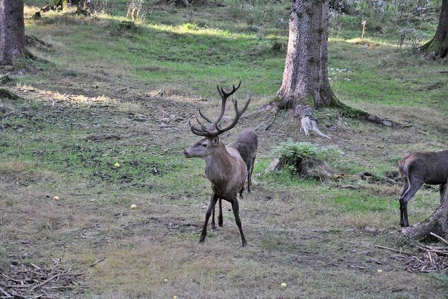 Wildtierbeobachtung im Thüringer Wald Wildtierbeobachtung im Thüringer Wald