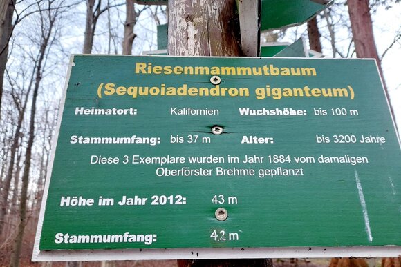 Mammutbäume in Mühlhausen (Foto: Cindy Michael)