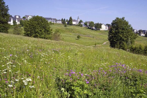 Bergwiese bei Masserberg