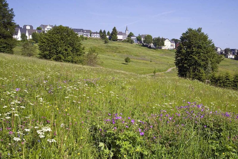 Masserberg mit blühender Bergwiese