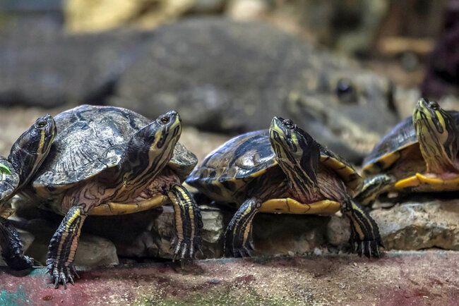 Erlebnispark Meeresaquarium