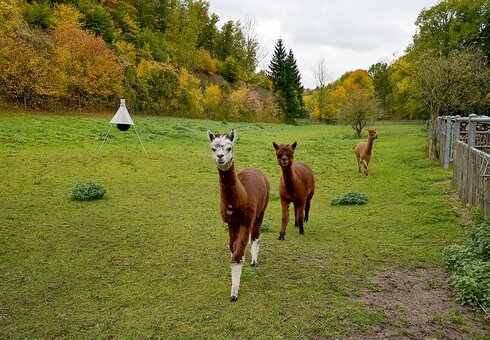 Alpakas auf dem Grundstück