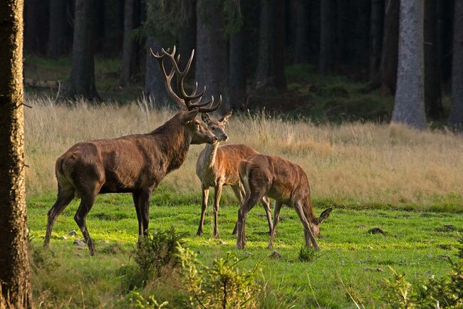 Wildtierbeobachtung im Thüringer Wald