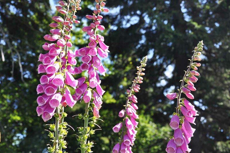 Fingerhut am Inselsberg