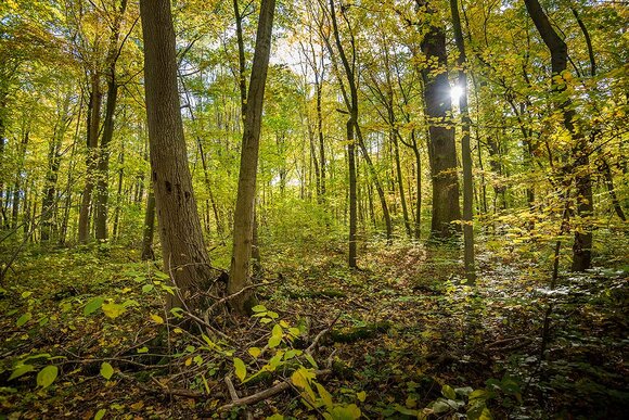Nationalpark Hainich