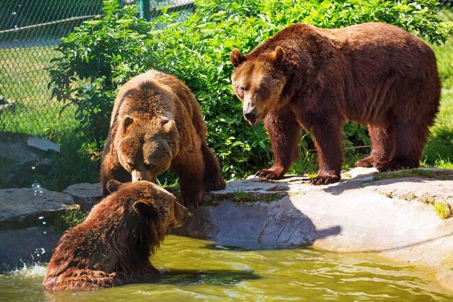 Bären im Tiergehege