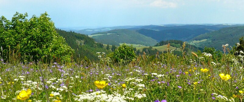 Heu-Heinrich - Heu aus dem Thüringer Wald