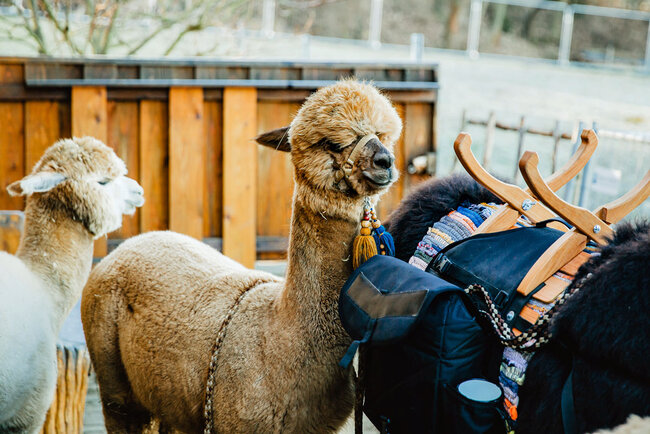 Alpakas vom Roten Berg