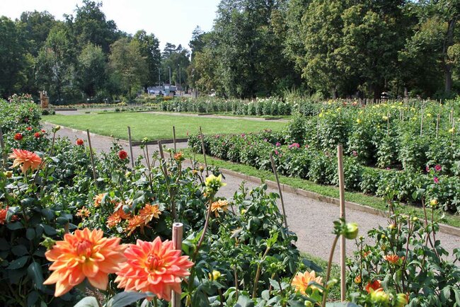 Dahliengarten (© Foto: Monique Hubka) Dahliengarten (© Foto: Monique Hubka)